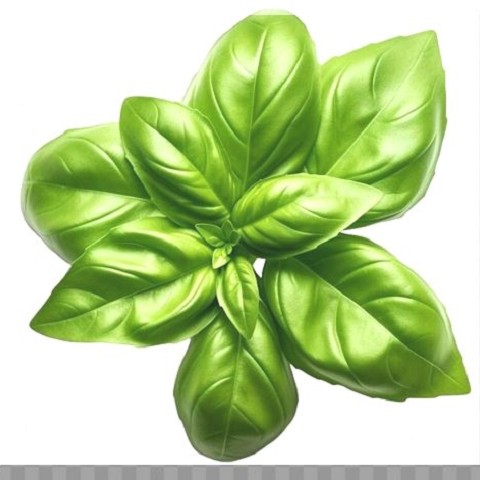 Basilico
