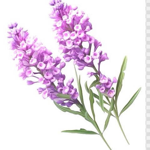 Lavanda