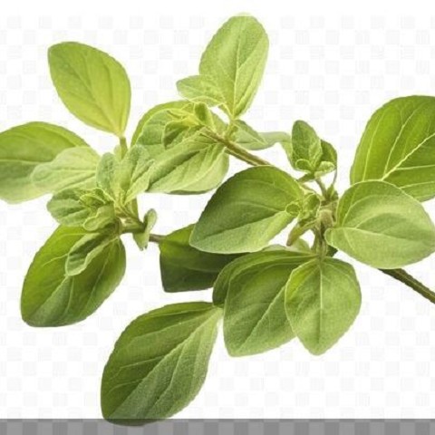 Origano