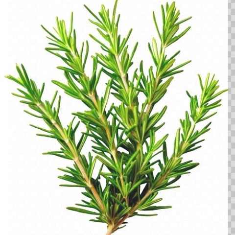 Rosmarino