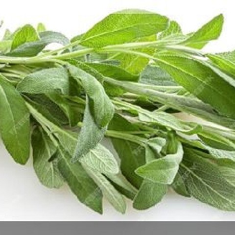 Salvia